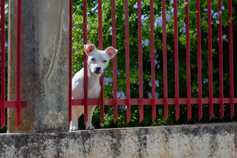 A baby gate installed across a kitchen doorway with a puppy sitting behind it