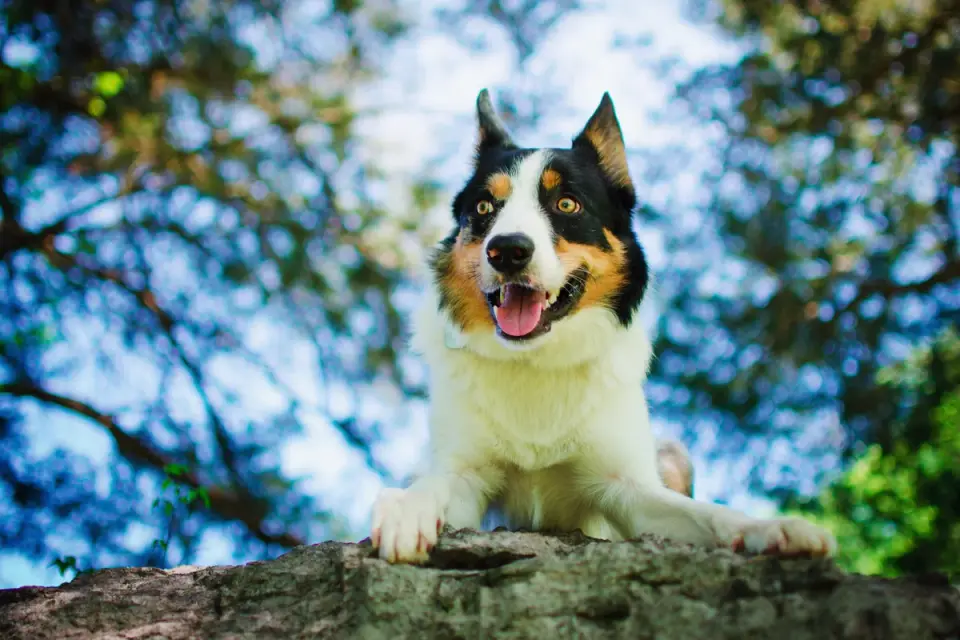 A border collie mix holding a down-stay cue outdoors with people nearby