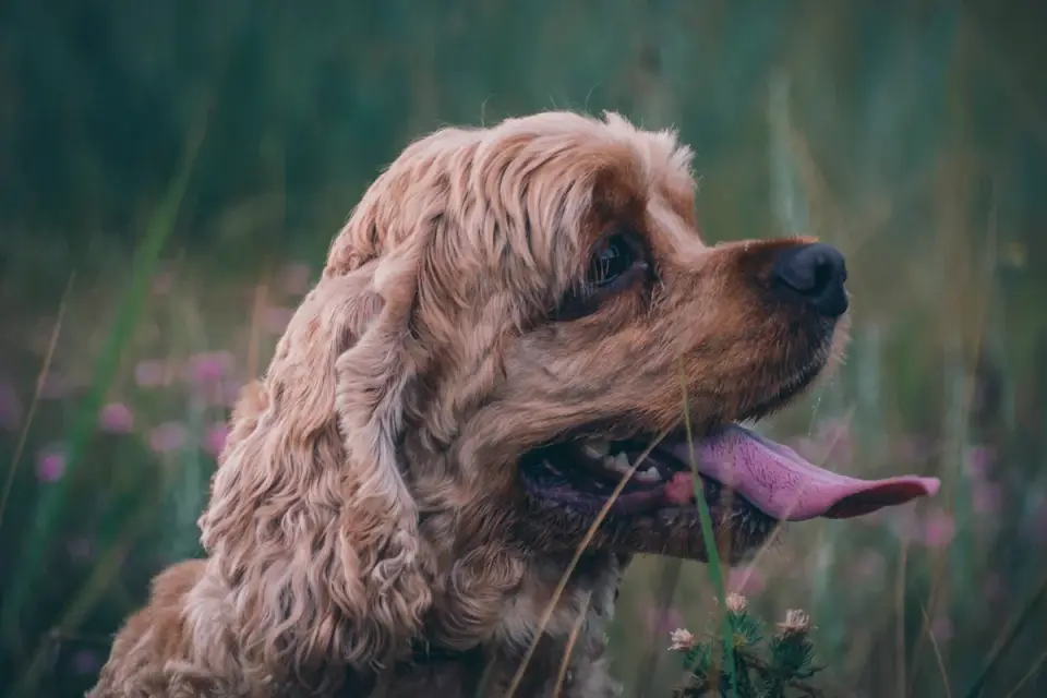 A cocker spaniel with long, floppy ears standing in a yard