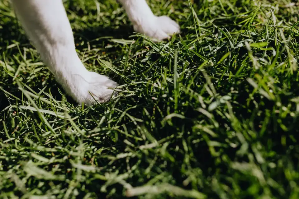 A cordless nail grinder held near a dog&#x27;s front paw