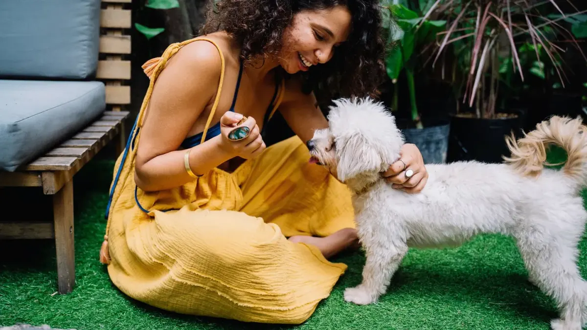 A curly-coated white Poodle being brushed section by section on a grooming table