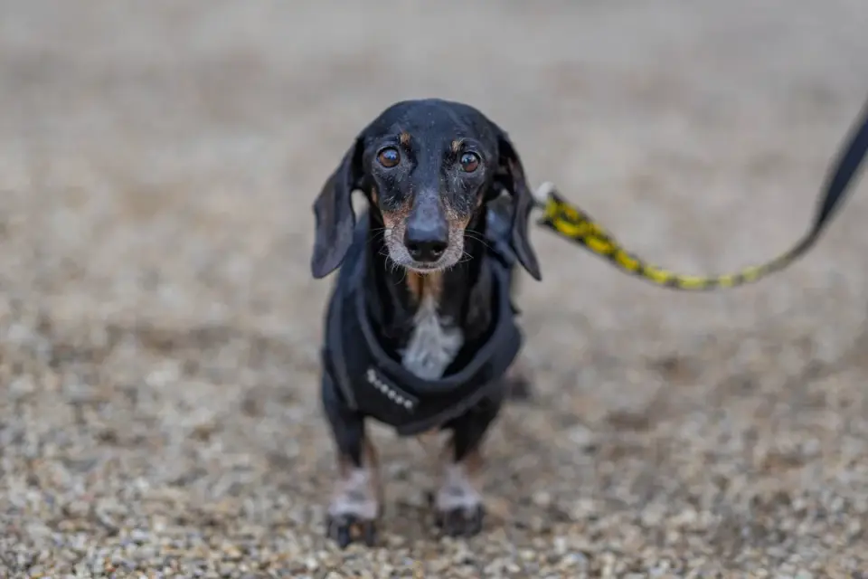 A dachshund carefully walking down a few low steps with an owner nearby