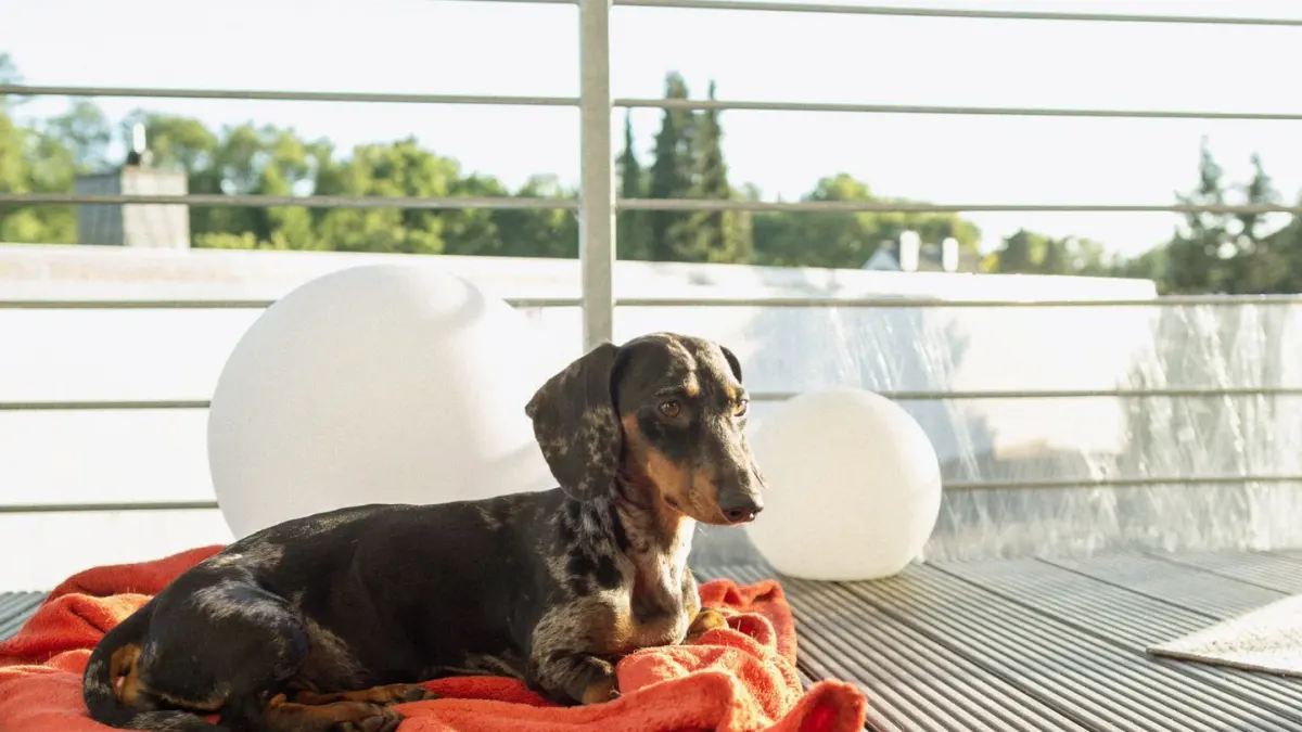 A dachshund walking up a low-angle wooden ramp onto a couch