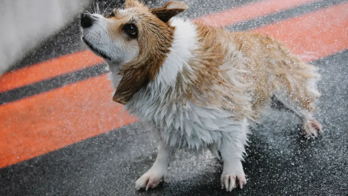 A dog being dried with a towel after a bath, coat still damp