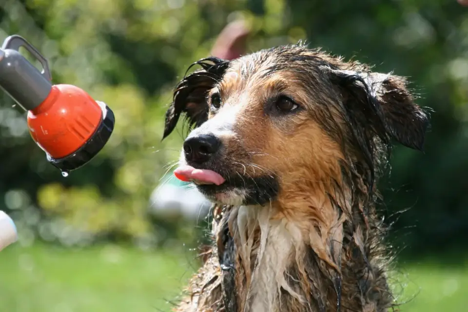 A dog being dried with a towel after a bath, coat still damp