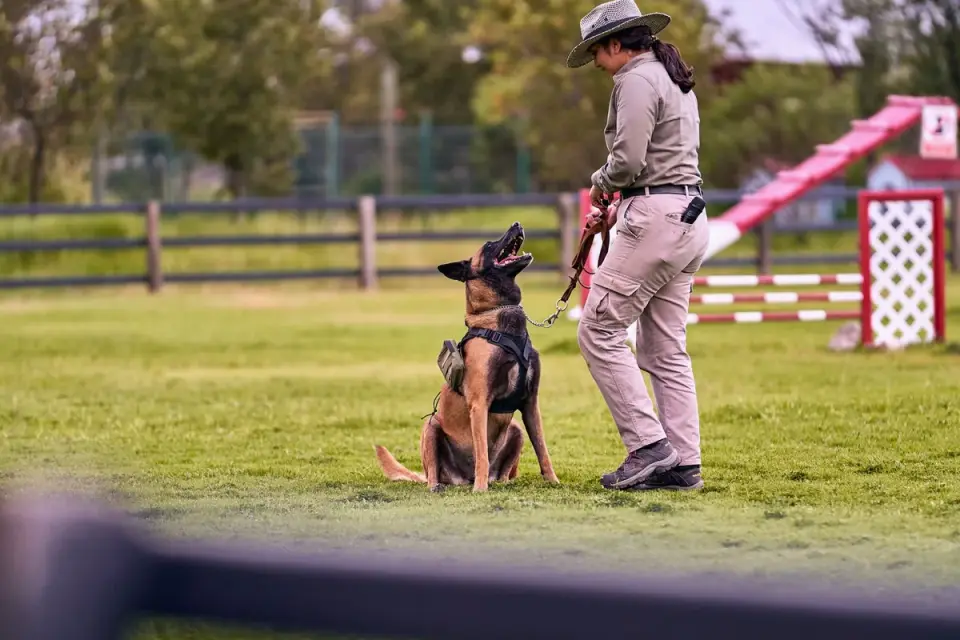 A dog handler delivering a treat from a training pouch during an outdoor session