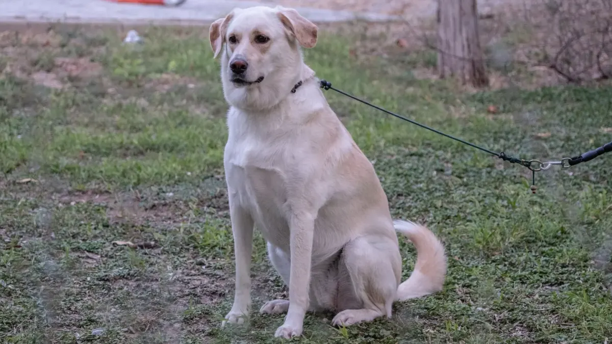 A dog holding a sit-stay position on a loose leash while its owner steps a few feet away