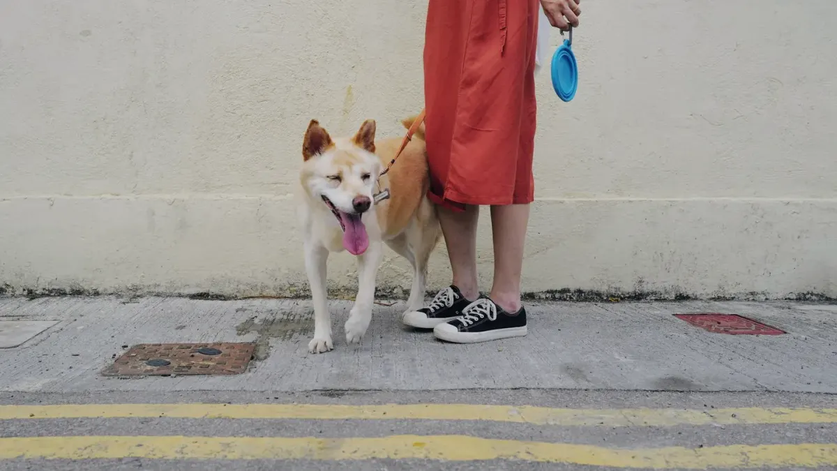A dog looking up at its owner instead of a dropped item on the ground
