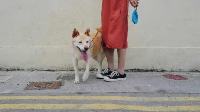 A dog looking up at its owner instead of a dropped item on the ground