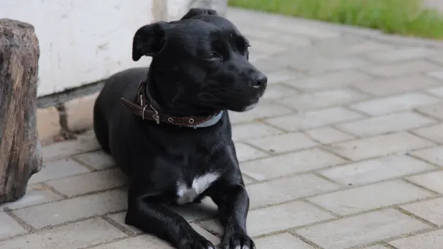 A dog lying calmly under an outdoor cafe table on a shaded patio