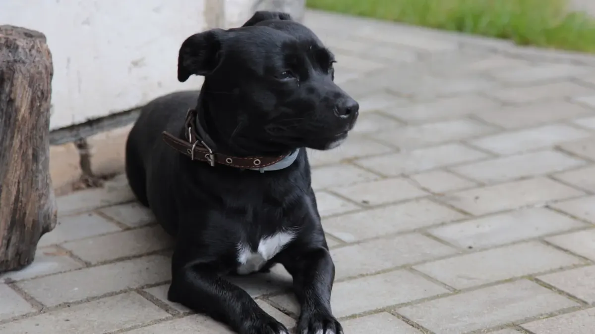 A dog lying calmly under an outdoor cafe table on a shaded patio