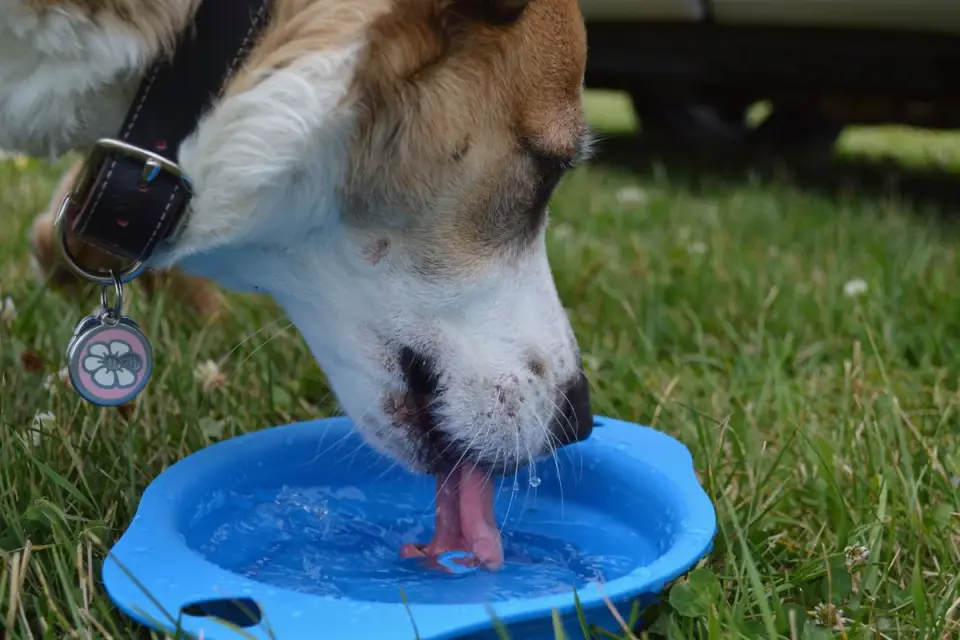 A dog lying in shade next to a water bowl during a hiking break