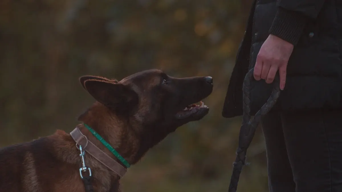 A dog mid-bark with its owner crouched nearby holding a treat