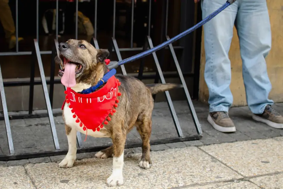 A dog on a leash sitting while a visitor waits to greet it calmly