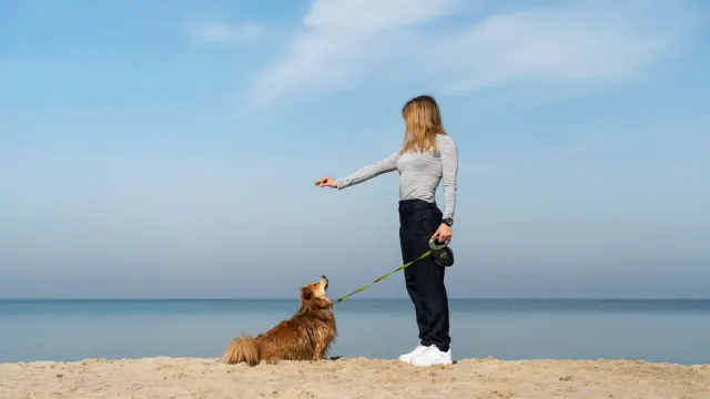 A dog owner crouching to reward a sitting dog with a treat during a training session
