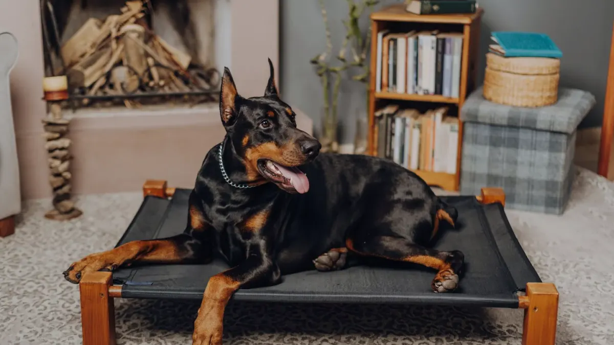 A dog resting calmly on a raised mat in a living room