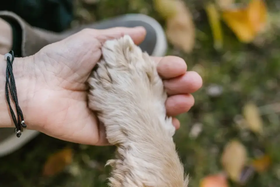 A dog resting its paw calmly in an owner&#x27;s hand