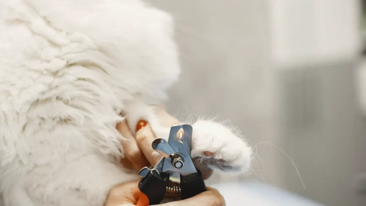 A dog's paw resting next to a pair of nail clippers on a wood floor