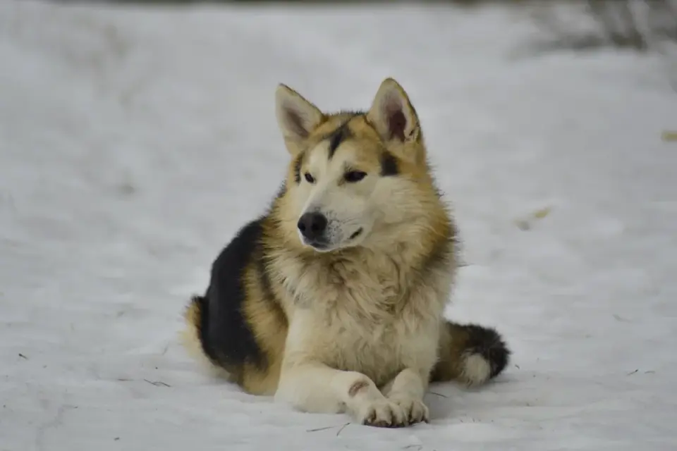 A dog&#x27;s paws fitted with winter boots standing on snow