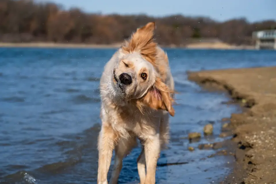 A dog shaking off water outdoors after being rinsed