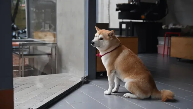 A dog sitting calmly in front of a person instead of jumping up