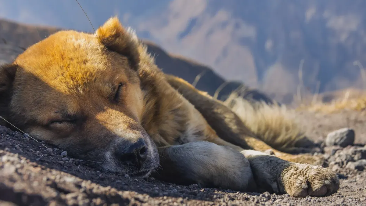A dog sleeping on a bed with a visible body impression in the cushion