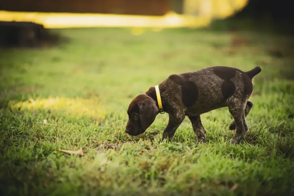 A dog sniffing at food dropped on a sidewalk while on a leash