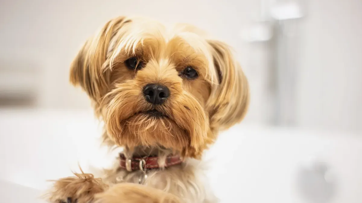 A dog standing in a bathtub being lathered with shampoo during a bath