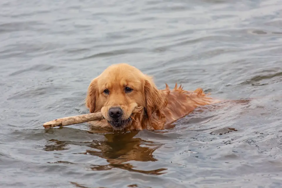 A dog swimming beside a canoe in open lake water while an owner paddles