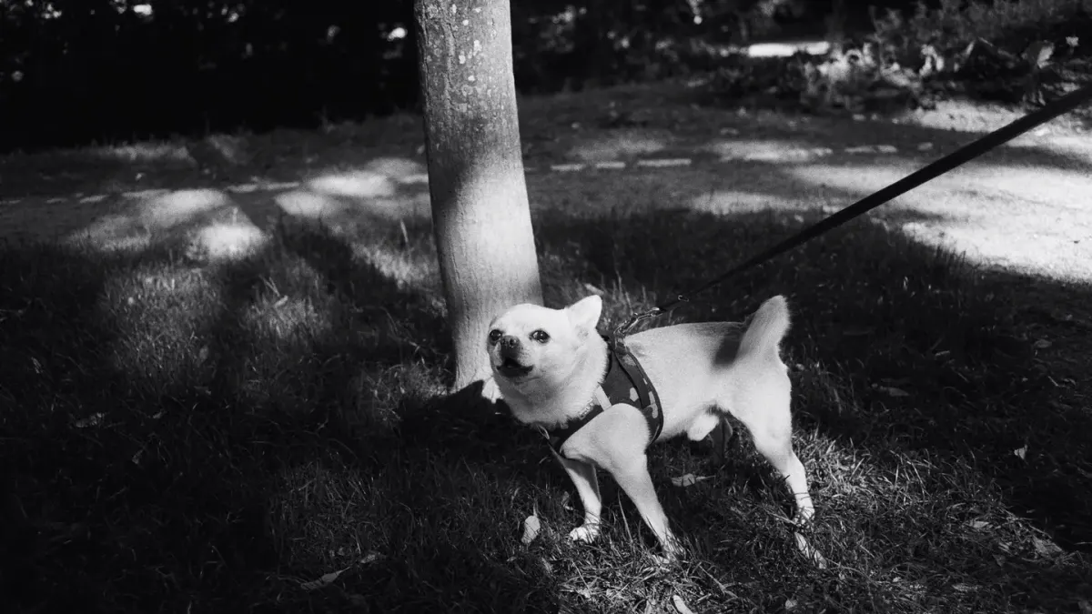 A dog using a rear-support wheelchair cart walking across a grassy yard