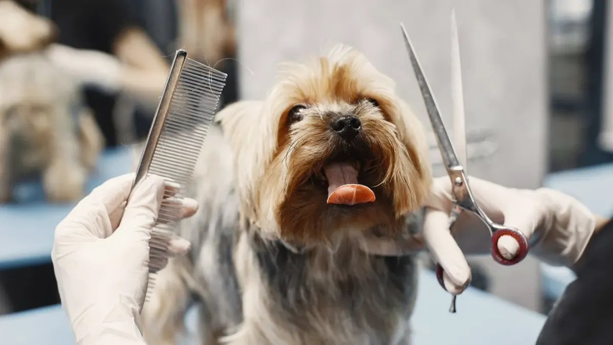 A double-coated dog standing still while an owner brushes through its coat outdoors