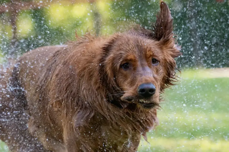 A golden retriever emerging from water and shaking off on the shoreline