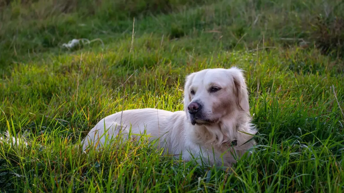 A golden retriever mid-roll on a grassy lawn during a training session