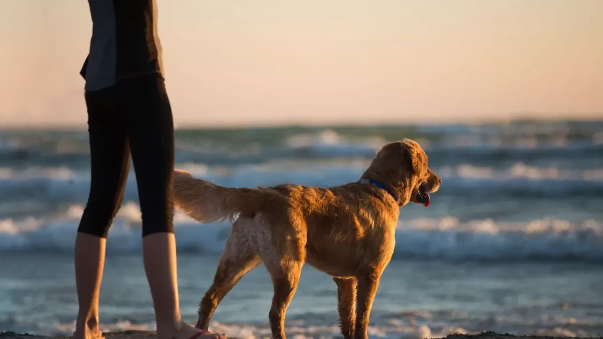 A golden retriever standing on a bath mat while being towel-dried