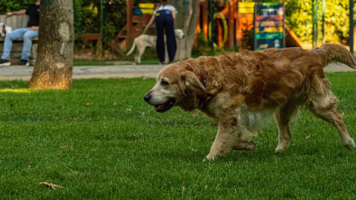 A golden retriever standing outside while an owner brushes loose undercoat fur from its back