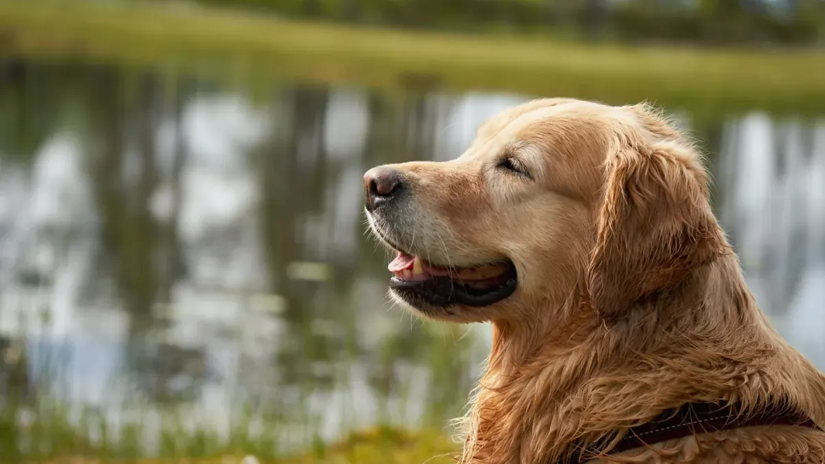 A golden retriever wading knee-deep into a calm lake beside its owner