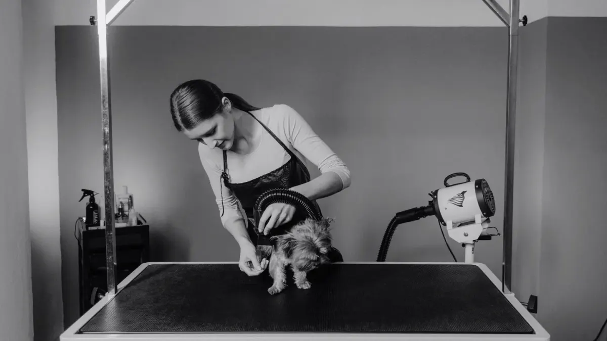 A groomer brushing a medium-sized dog's coat on a raised grooming table