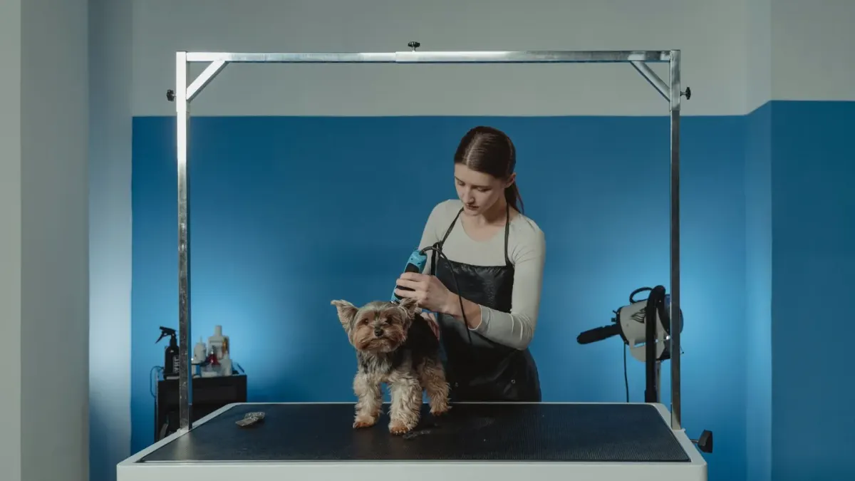 A groomer brushing out a dog's coat on a raised grooming table
