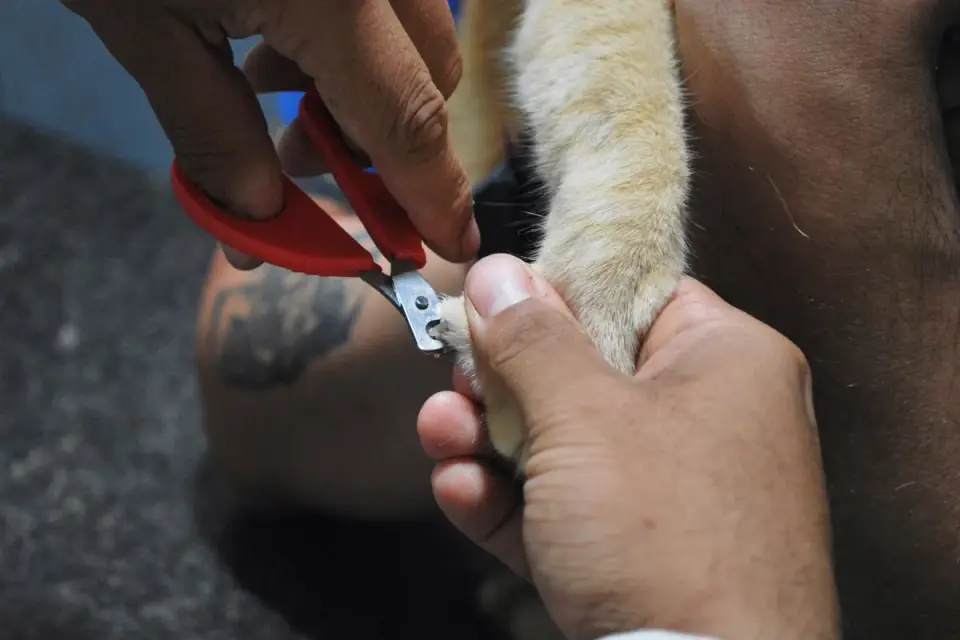 A groomer&#x27;s hands carefully trimming a dog&#x27;s nails