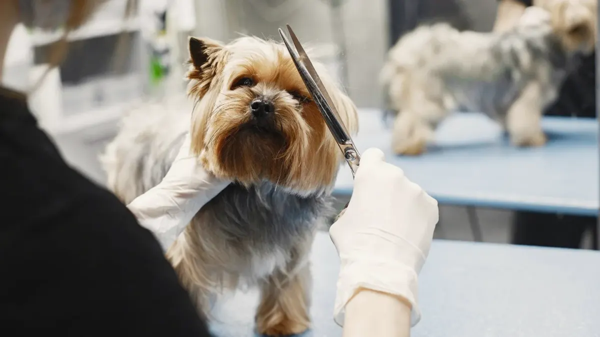 A groomer's hands using scissors to trim fur around a dog's paw
