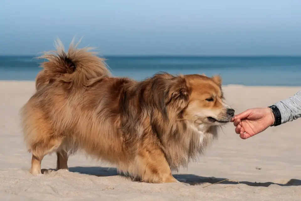 A hand holding a small dog training clicker beside an attentive dog