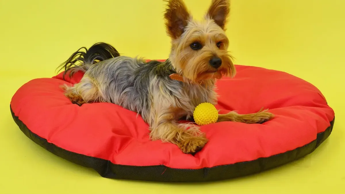 A large senior golden retriever resting on a padded bed beside a small senior terrier standing nearby