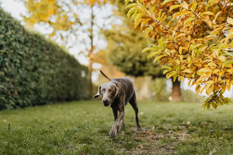 A lean Weimaraner running through a grassy open field