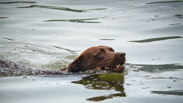 A medium-sized dog paddling through calm lake water while an owner watches from the shore