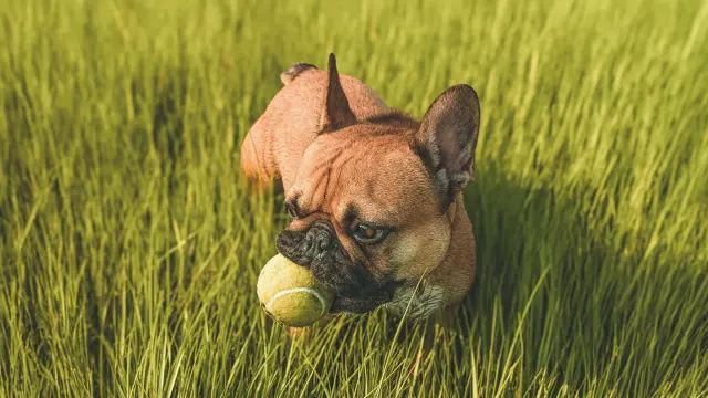 A medium-sized dog sniffing a tennis ball on the lawn rather than picking it up