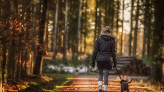 A mixed-breed dog walking alongside its owner on a rocky wooded trail
