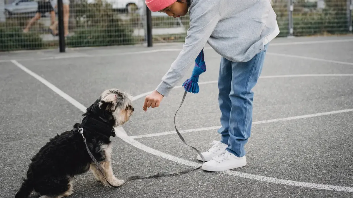 A person fastening a treat pouch to their waistband before a training walk