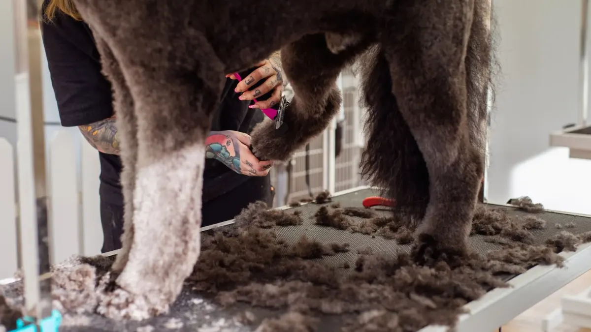 A person gently holding a dog's paw to inspect its nails