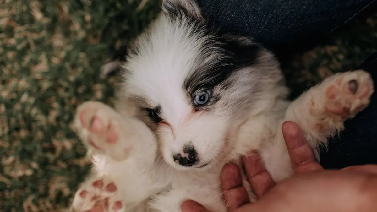 A person gently holding a puppy's paw before a nail trim