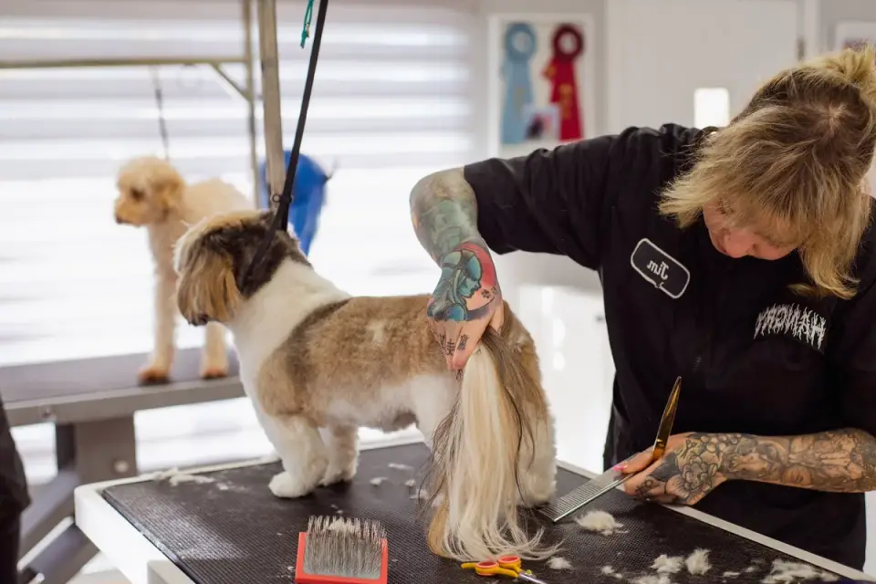 A professional groomer trimming a dog&#x27;s coat on a grooming table